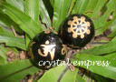38mm Black Obsidian Crystal Ball Mantra & Dharma Wheel